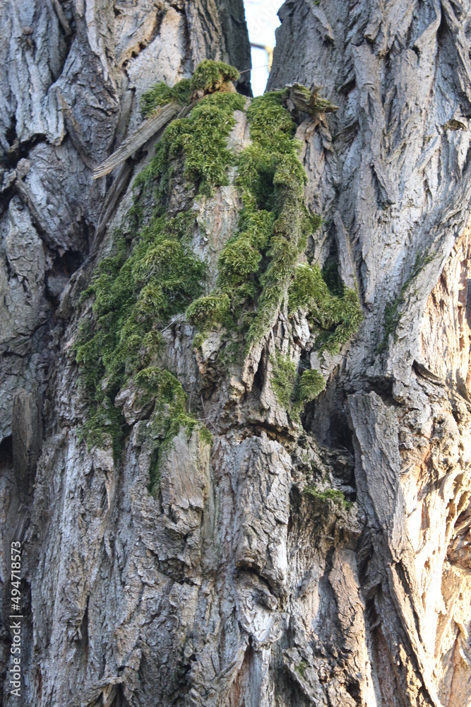 Baum in Nahaufnahme. Moos wächst auf der Rinde von Bäumen. Raue Rinden Struktur. Rinden Abstraktion. Erstaunliche natürliche Abstraktion. Grünes, flauschiges Moos. Naturwunder sind wunderschön. Baum in Nahaufnahme. Moos wächst auf der Rinde von Bäumen. Raue Rinden Struktur. Rinden Abstraktion. Erstaunliche natürliche Abstraktion. Grünes, flauschiges Moos. Naturwunder sind wunderschön.