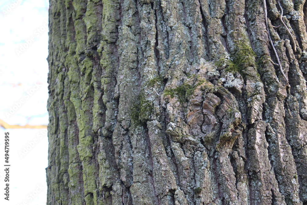 Obraz premium Baum in Nahaufnahme. Moos wächst auf der Rinde von Bäumen. Raue Rinden Struktur. Rinden Abstraktion. Erstaunliche natürliche Abstraktion. Grünes, flauschiges Moos. Naturwunder sind wunderschön.