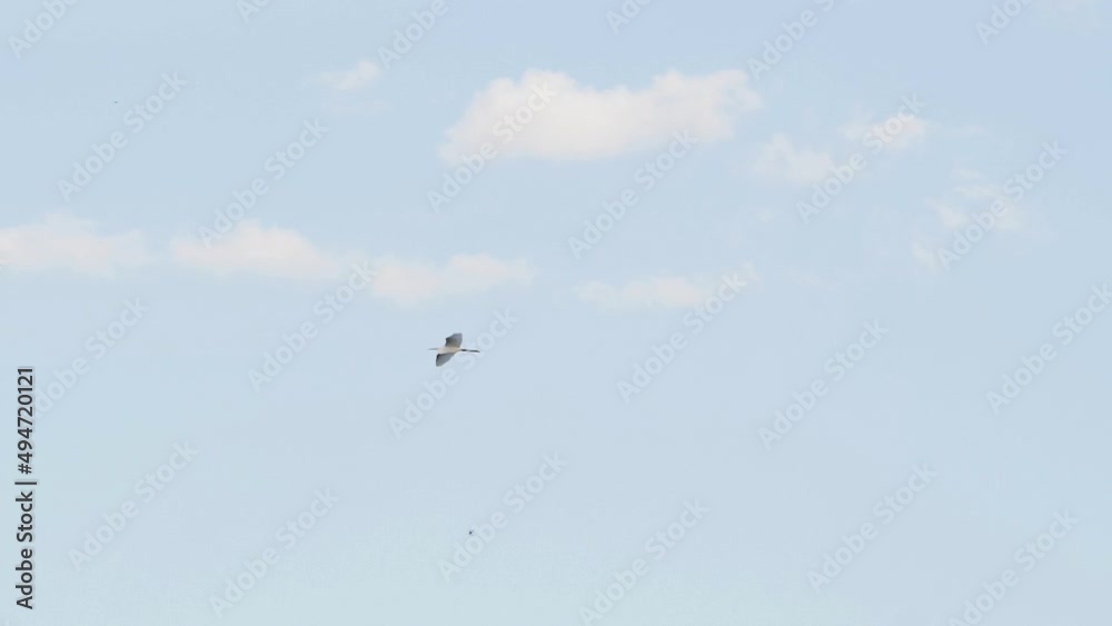 Bird heron fly in sky. Slow motion video. Bird heron fly in sky. Slow motion video.