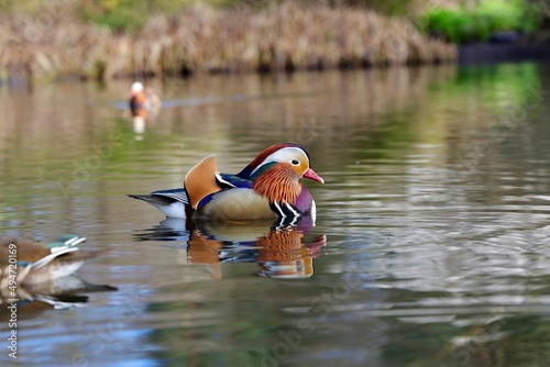 Male mandarin duck swimming in the pond. The mandarin duck (Aix galericulata) is a perching duck species native to the East Palearctic.
