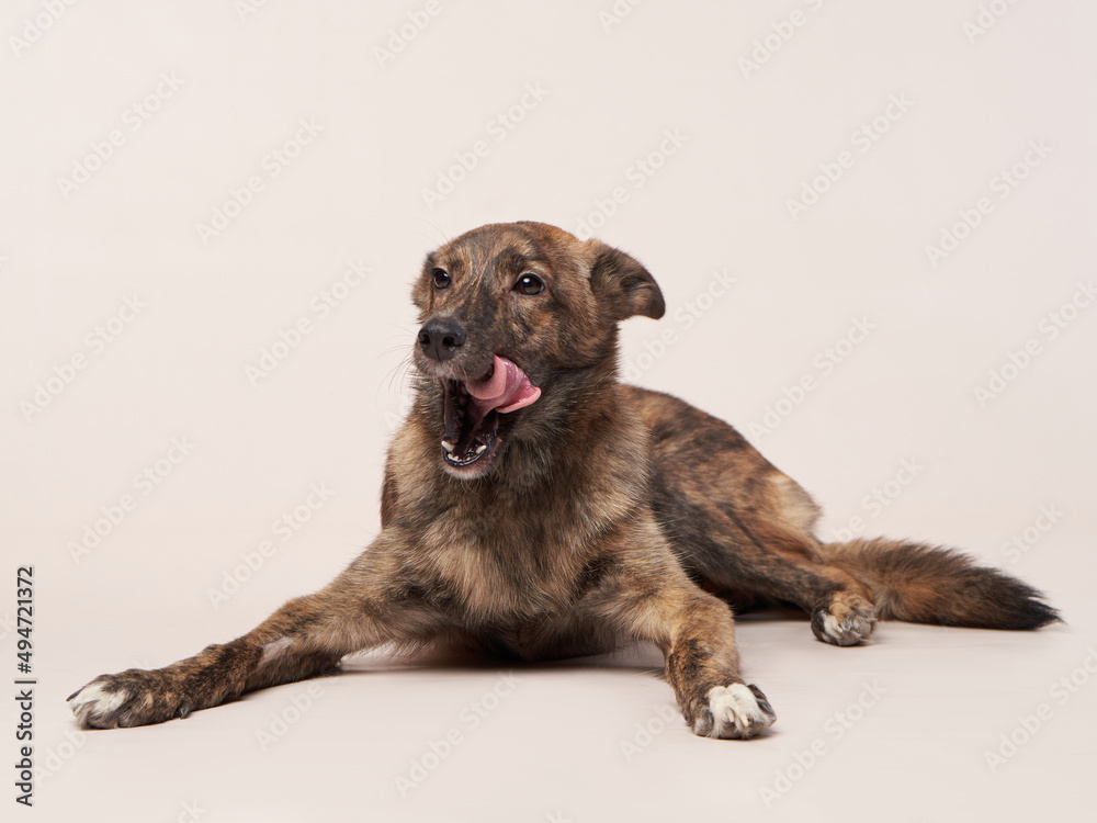 Obraz premium dog mix on a on a beige background. Happy pet in the studio