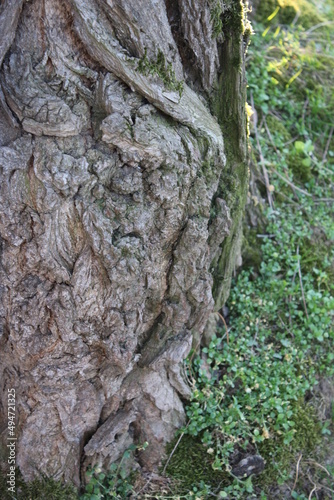 Baum in Nahaufnahme. Moos wächst auf der Rinde von Bäumen. Raue Rinden Struktur. Rinden Abstraktion. Erstaunliche natürliche Abstraktion. Grünes, flauschiges Moos. Naturwunder sind wunderschön.