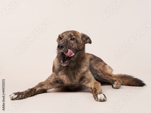 dog mix on a on a beige background. Happy pet in the studio