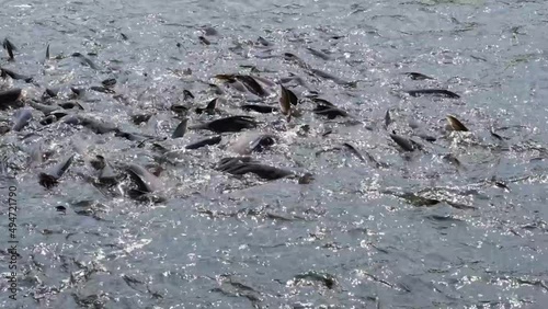 Many Siriped Catfish in the river are swarming to feed photo