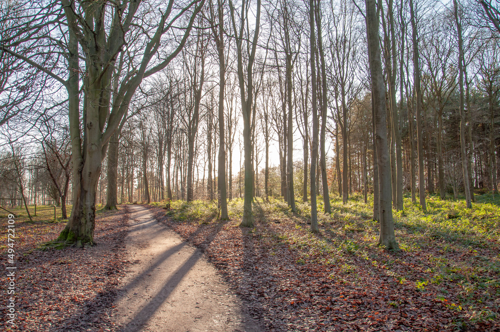 Obraz premium Silhouettes path in the woods