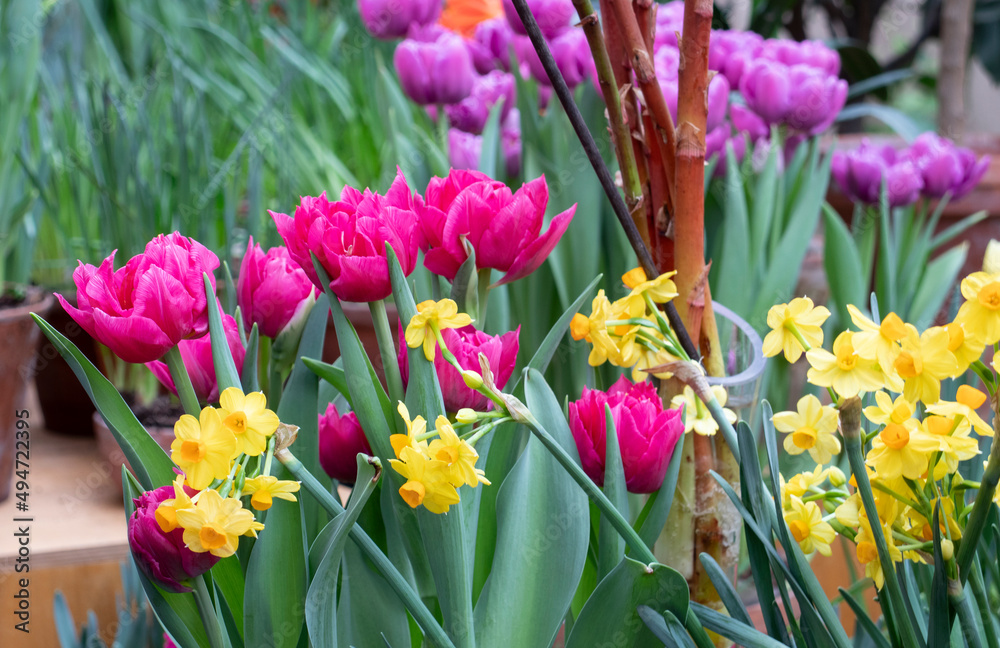 Obraz premium Spring seedling flowers in the pots in the garden
