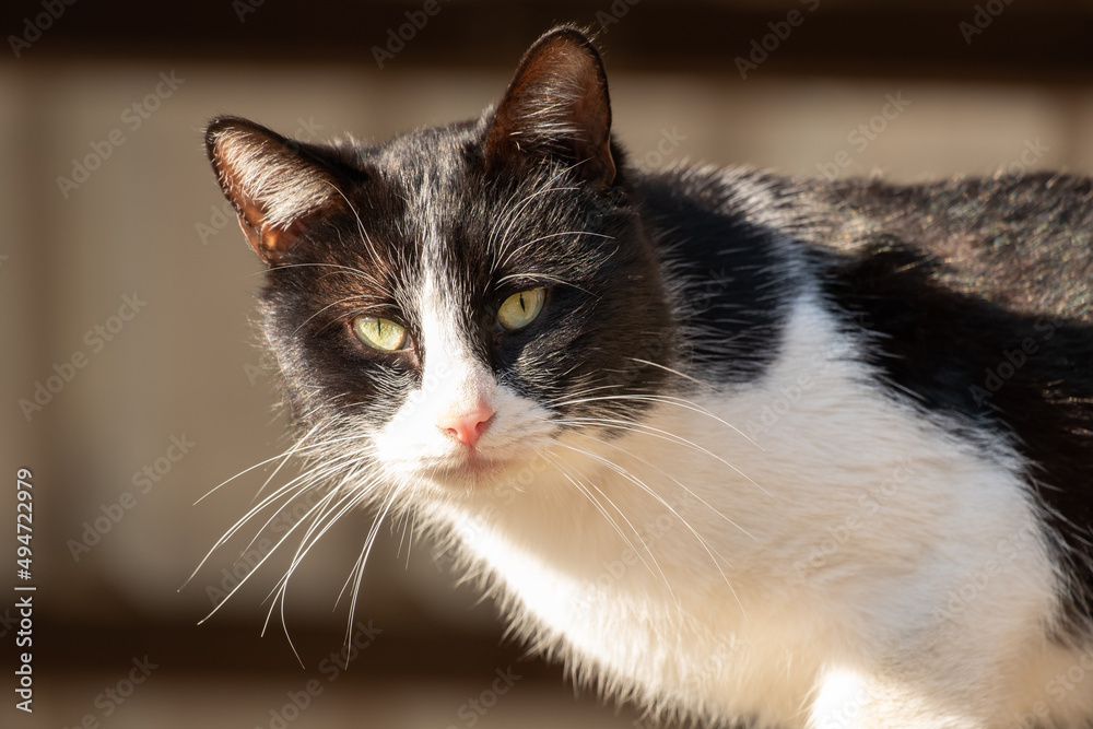 Closeup of a black and white handsome stray cat rests sitting on a wall looking at the camera.
