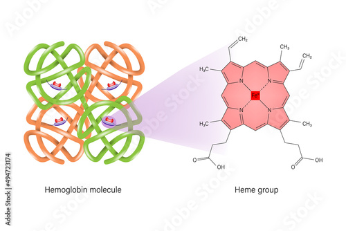 Hemoglobin chemical structure. Heme group structure. photo