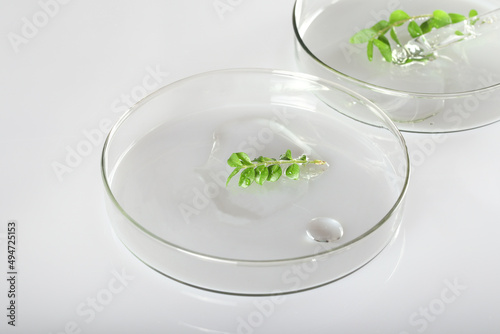 Laboratory utensils and facial serum on a white background. Alternative medicine, cosmetic research. Skin care. Dermatology. Top view. Background image. There is a plant nearby.