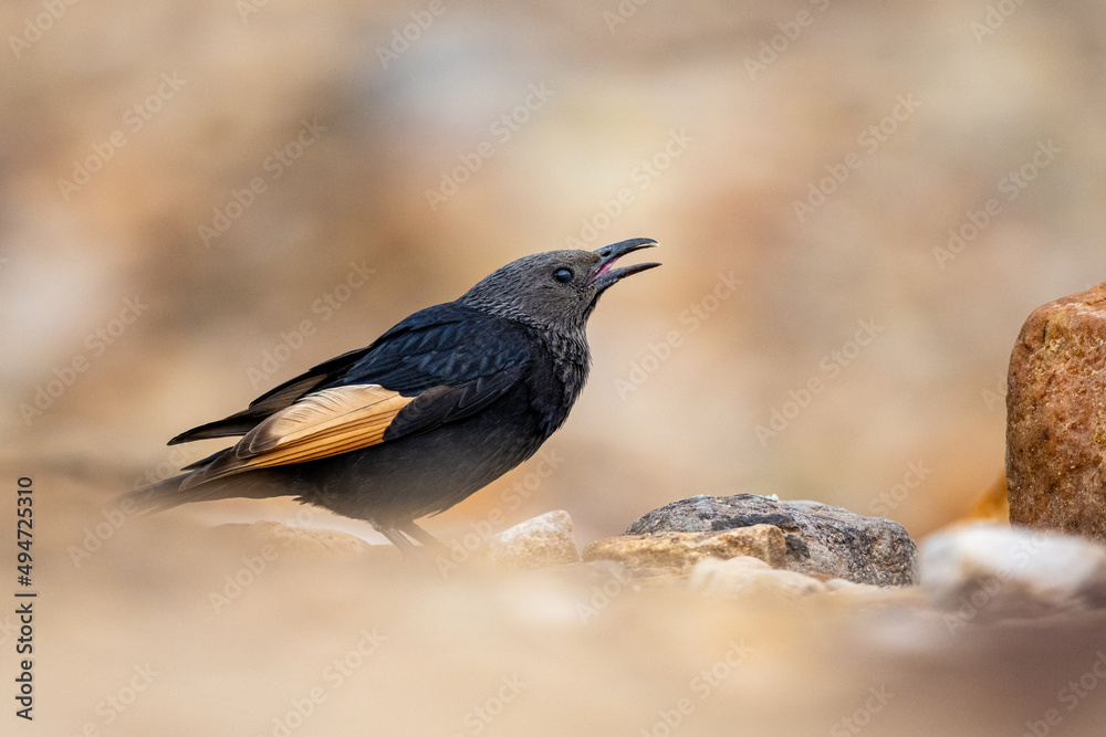 Tristram's starling (Onychognathus tristramii), Jordan. Tristram's starling (Onychognathus tristramii), Jordan.