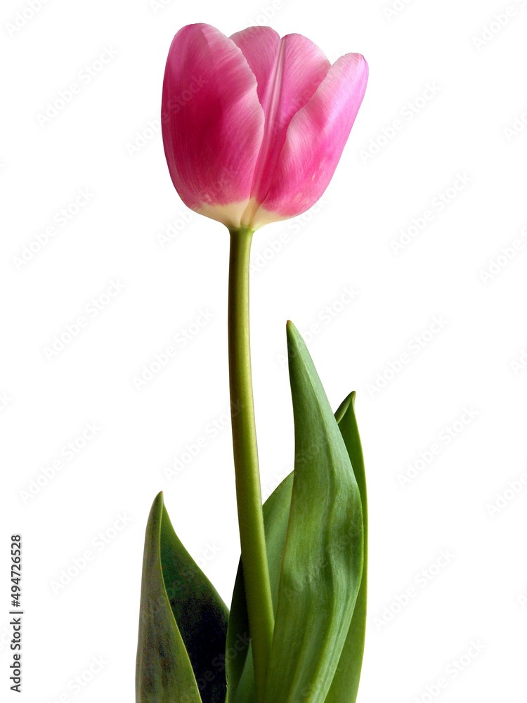 pretty pink tulips isolated close up pretty pink tulips isolated close up