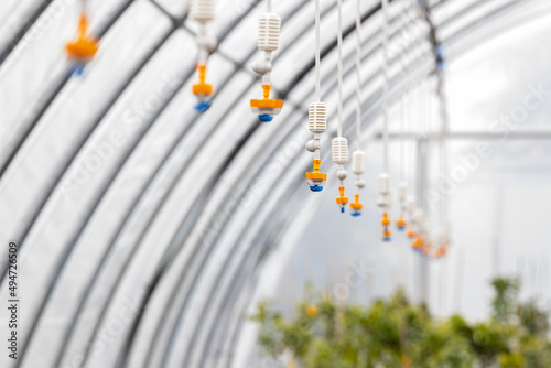 Sprinkler irrigation system in a greenhouse. Concept for irrigation, irrigation sprinkler, glasshouse, water sprinkler, trickle emitters, crop, agriculture and water efficiency. photo