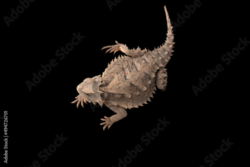 Related to Giant horned lizard isolated on black background