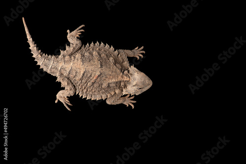 Related to Giant horned lizard isolated on black background
