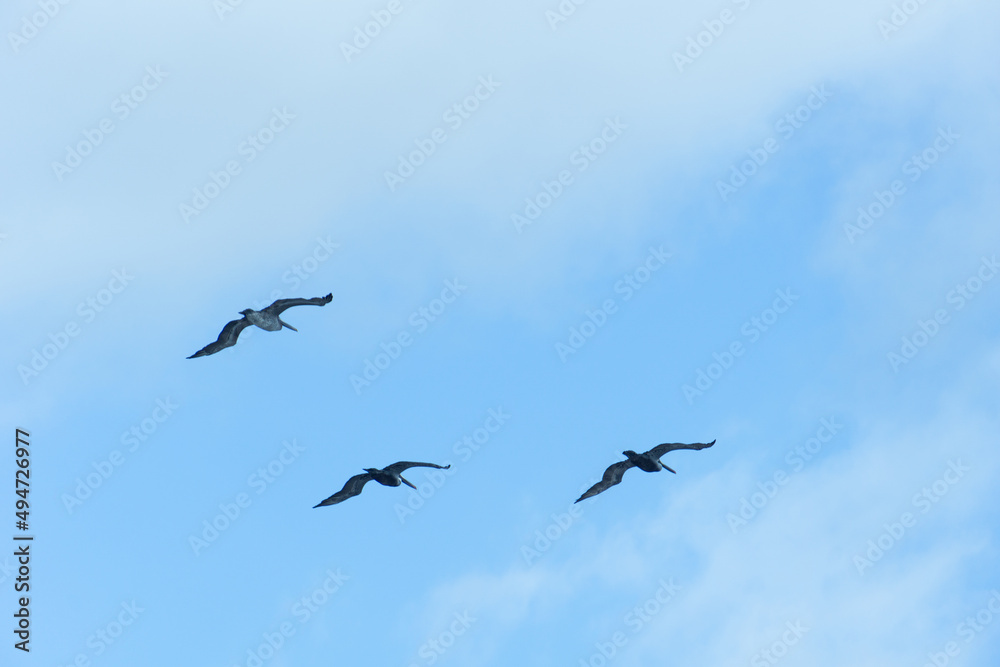 Silhouettes of birds against the sky. Seagulls soar on high. Birds in the sky.