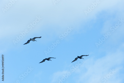 Silhouettes of birds against the sky. Seagulls soar on high. Birds in the sky. © Semyon_Nazarov	