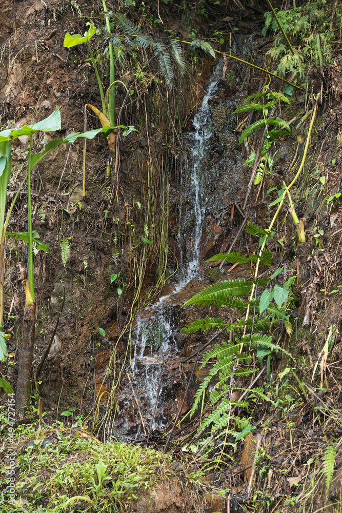 small water spring in the jungle mountains of colombia. water flowing out of the earth's interior. pure water flowing down a small waterfall. small water spring in the jungle mountains of colombia. water flowing out of the earth's interior. pure water flowing down a small waterfall.
