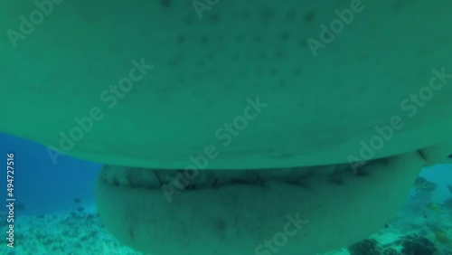 Slow motion, Extreme close up, Attack of the Tiger Shark (Galeocerdo cuvier). Portrait of Tiger Shark attack. Fuvahmulah island, Indian Ocean, Maldives, Asia photo