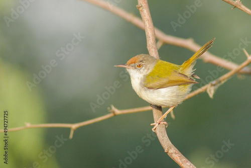 Common Tailorbird perching on a branch of tree