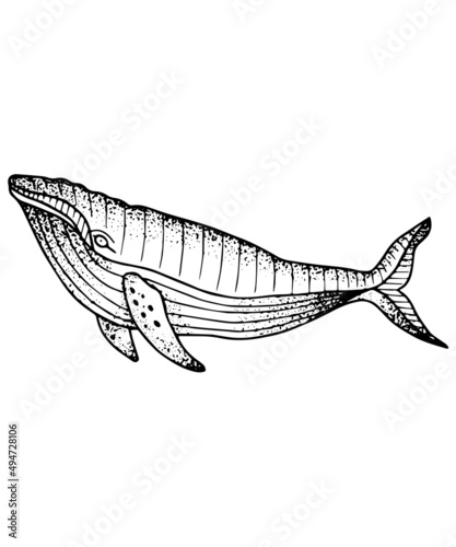 Whale Vector Dot Work