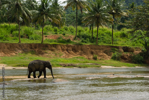 Lone adult Indian elephant in river photo