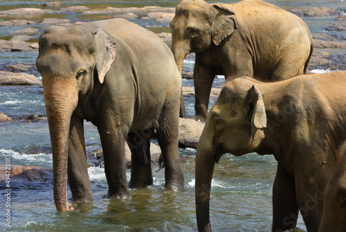 Elephants in water, Sri Lanka