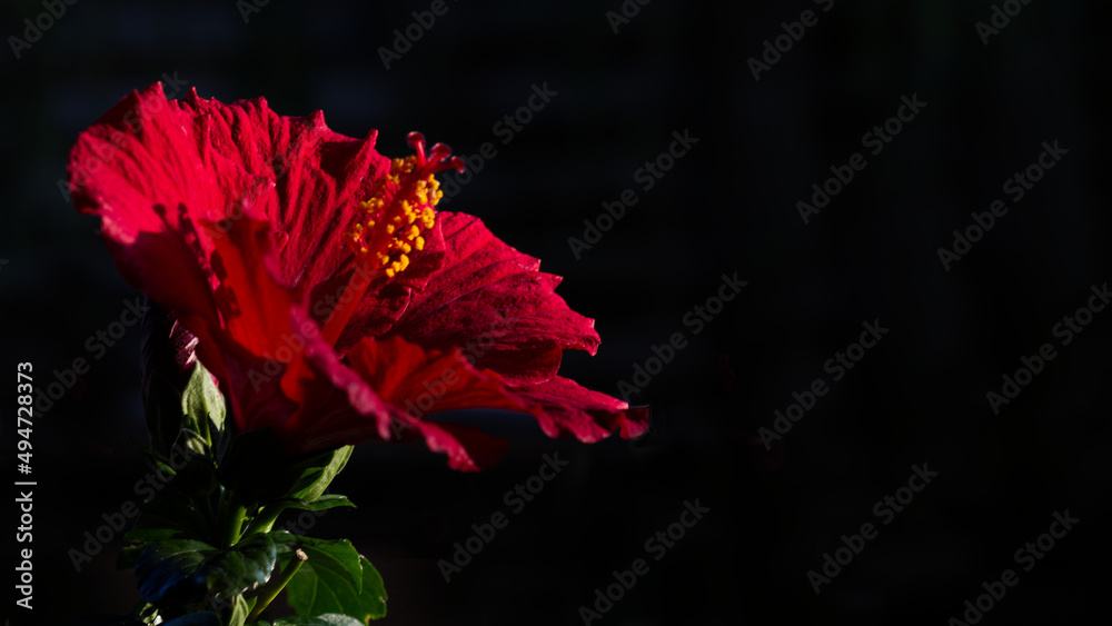flower flower