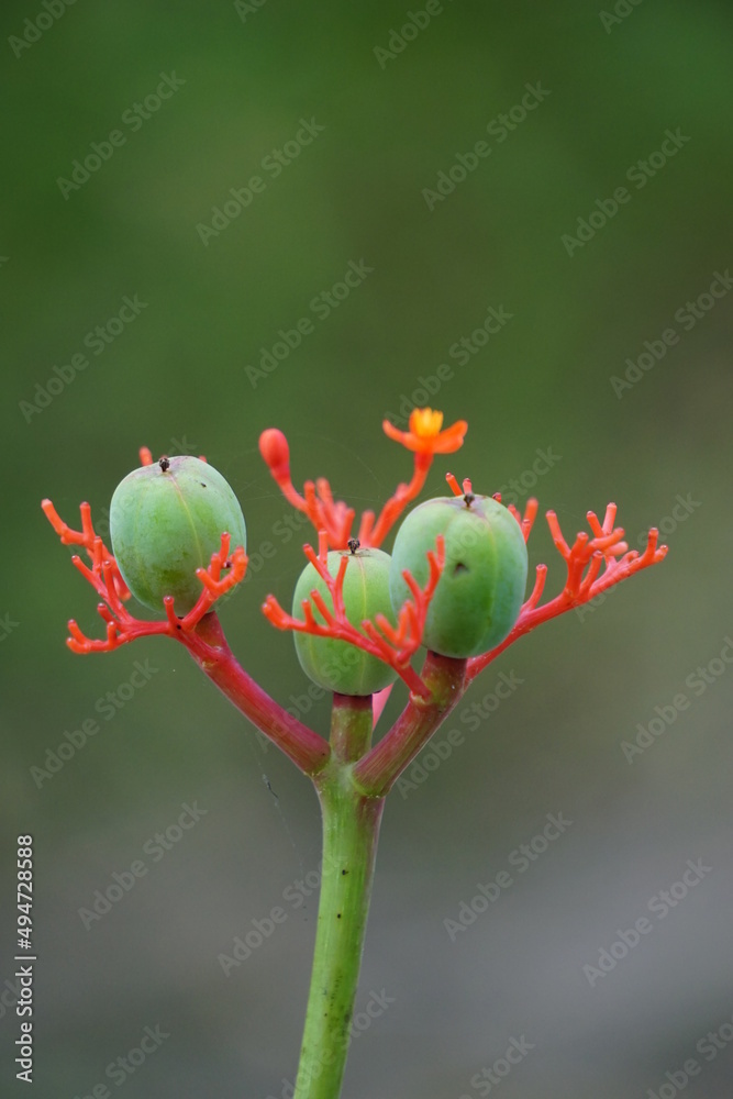 Jatropha podagrica (Also called Jarak bali, jarak batang gajah, Gout Plant, Gout Stalk) flower. This plant is used as an analgesic, tonic, aphrodisiac, purgative, laxative, snakebite, gout etc Jatropha podagrica (Also called Jarak bali, jarak batang gajah, Gout Plant, Gout Stalk) flower. This plant is used as an analgesic, tonic, aphrodisiac, purgative, laxative, snakebite, gout etc