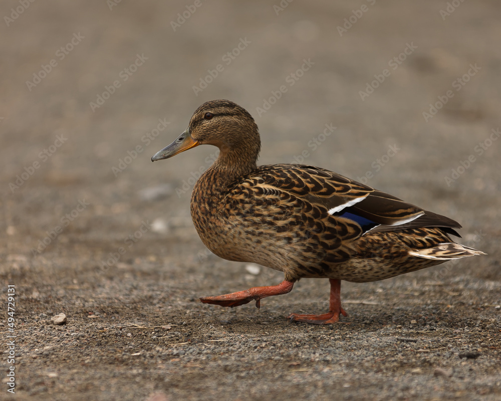 mallard mallard