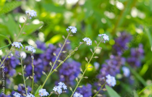 Forget-me-not blooming meadow on a blurred background.