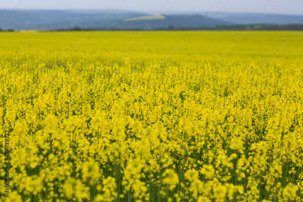 Blooming yellow rapeseed field. Rural scene. Agriculture, biotechnology, fuel, industry, alternative energy. Blooming yellow rapeseed field. Rural scene. Agriculture, biotechnology, fuel, industry, alternative energy.