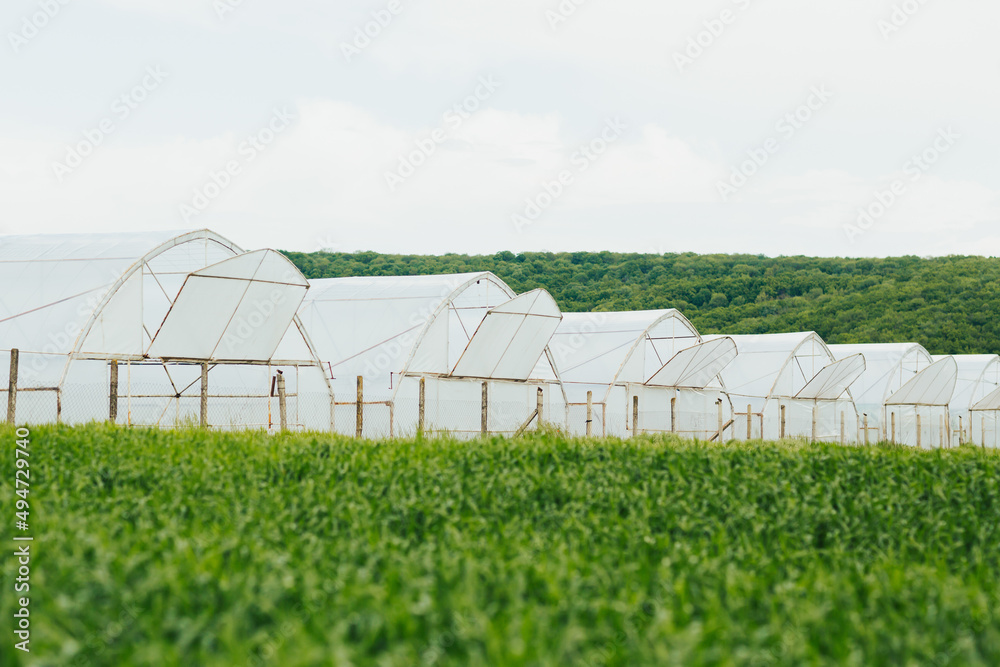 Many greenhouses made of polycarbonate outside. Greenhouses on sky and hill background. Plants crop in greenhouse. Many greenhouses made of polycarbonate outside. Greenhouses on sky and hill background. Plants crop in greenhouse.