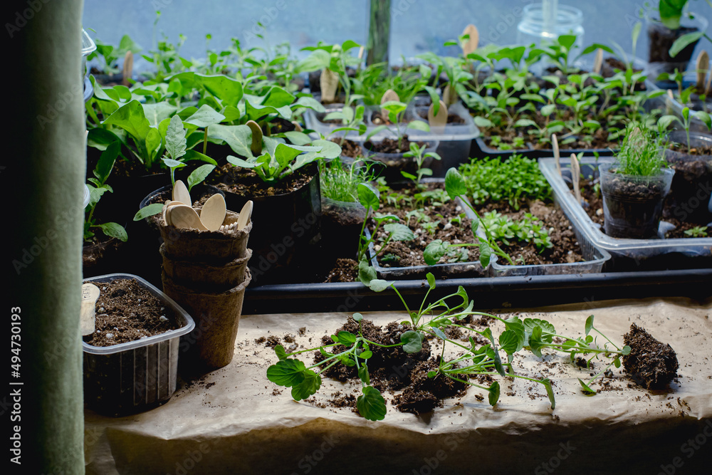 transplanting seedlings of violet flowers. bushes with an open root system lie on the windowsill among other seedlings and garden cups and tools transplanting seedlings of violet flowers. bushes with an open root system lie on the windowsill among other seedlings and garden cups and tools