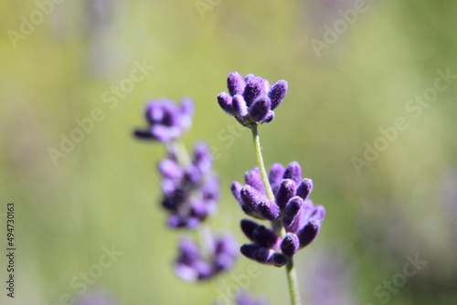 lavender flower in the garden