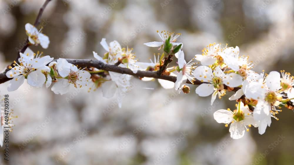 wild cherry blossom in spring in Germany with camera drive wild cherry blossom in spring in Germany with camera drive