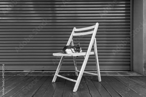 Cat sleeping on the white chair over metal door. minimalism style with monochrome tone.