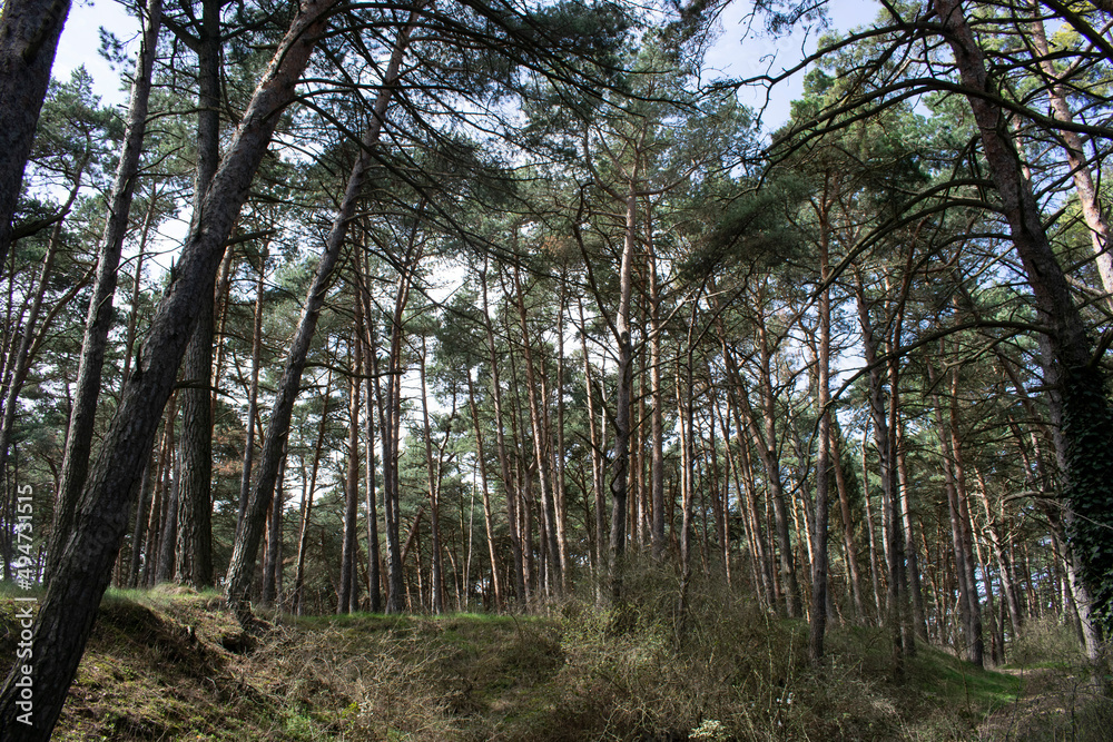 Paisaje de bosques de pinos un día soleado. Paisaje de bosques de pinos un día soleado.