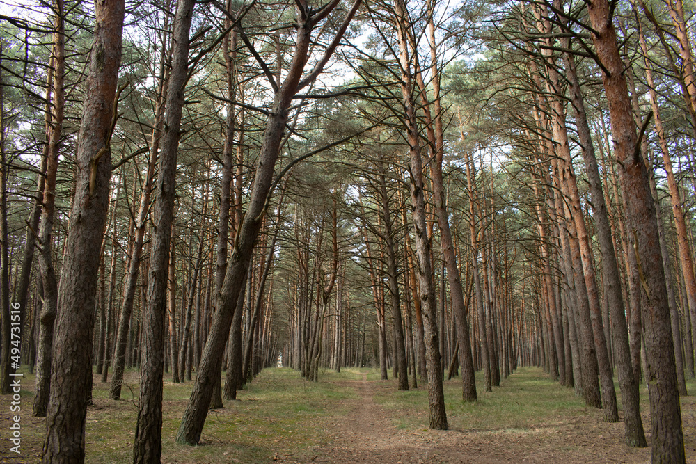 Fototapeta premium Paisaje de bosques de pinos un día soleado.