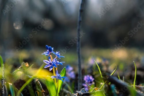 The first spring squill or wood squill blue flowers sprouting from ground. Scilla bifolia  the alpine squill or two-leaf squill in forest