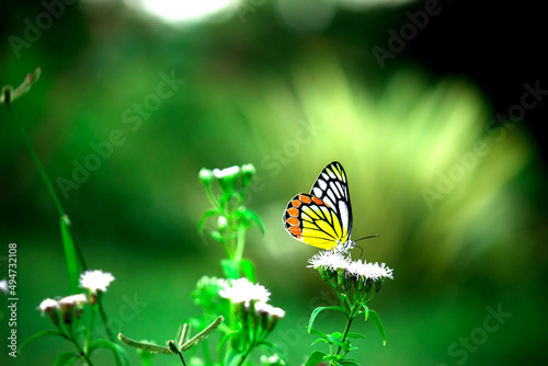 Delias eucharis or Jezebel butterfly visiting flower plants for nectar during spring season
