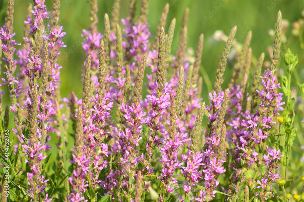 Closeup of purple loosestrife in bloom with selective focus on foreground Closeup of purple loosestrife in bloom with selective focus on foreground