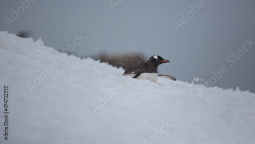 Ein  Pinguin rutscht auf seinem Bauch durch den hohen Schnee der Antarktis photo