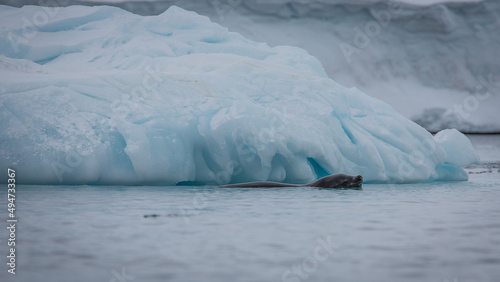 Der schwarze Kopf eines Seeleoparden taucht aus dem Wasser der südpolaren Gewässer der Antarktis photo