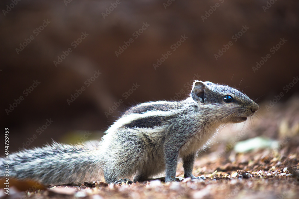 Naklejka premium Palm Squirrel or Rodent or also known as the chipmunk paused on the ground