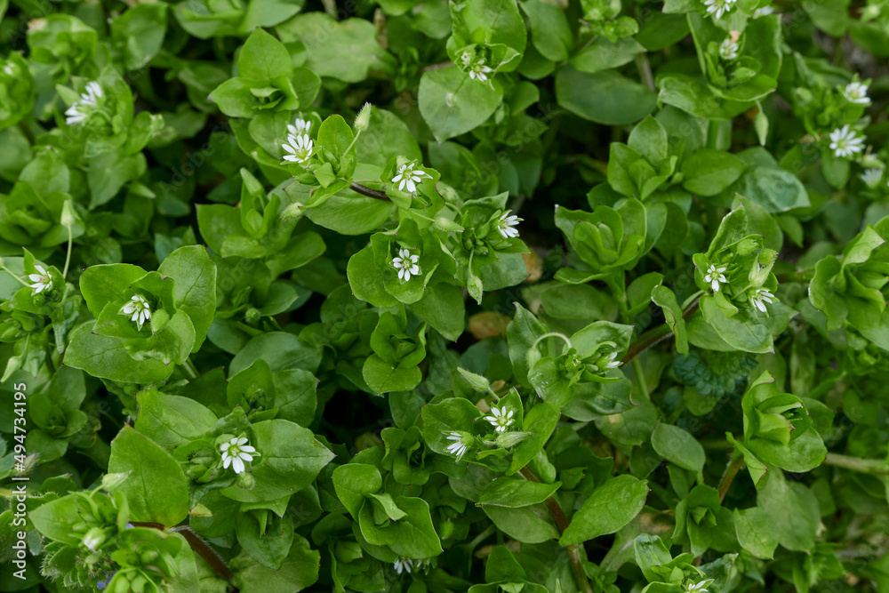 Stellaria media in bloom Stellaria media in bloom