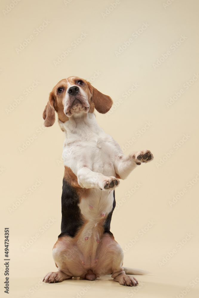 beagle dog on a beige background. Happy pet in the studio