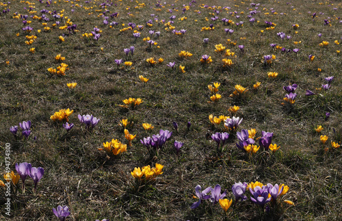 Trawnik pełen krokusów, kolorowa polana. Fioletowe, purpurowe i żółte kwiaty w trawie.