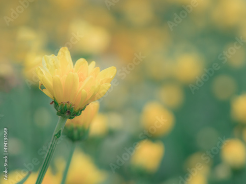 Soft filter on one yellow flower with blurry background as copy space. © Dollydoll