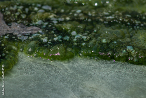 Detail of the green algae on a surface of sulphur pool with blooming  ,spring sulphuric water.green sulfur bacteria.The park of the Mola,Oriolo Romano.Italy
