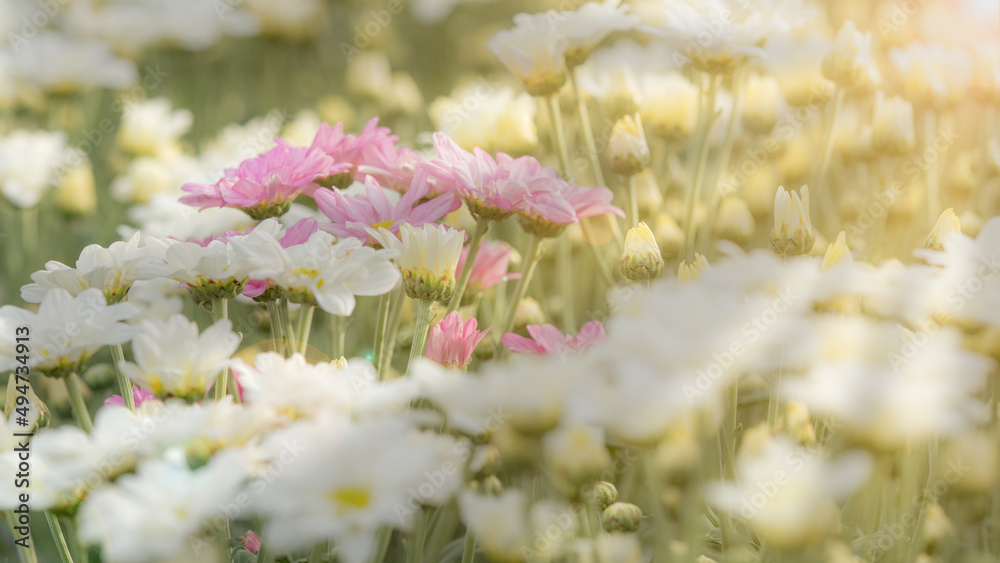 Bush of white chrysanthemum flowers  at one side and blurry background as copy space.
